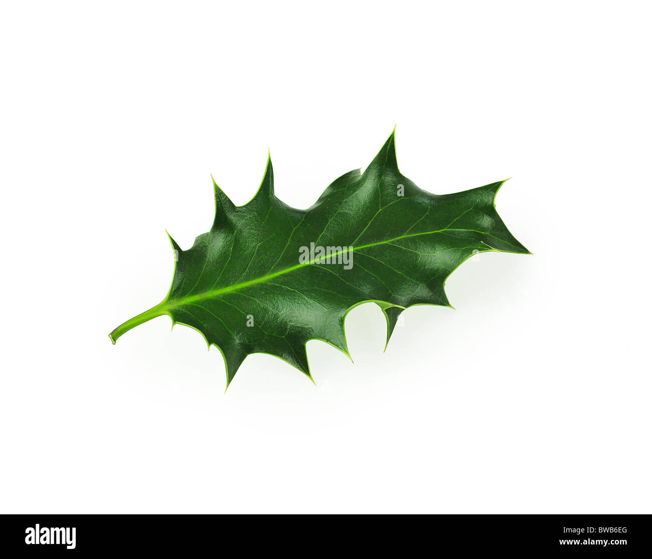 Holly Leaf High Resolution Stock Photography and Images Alamy