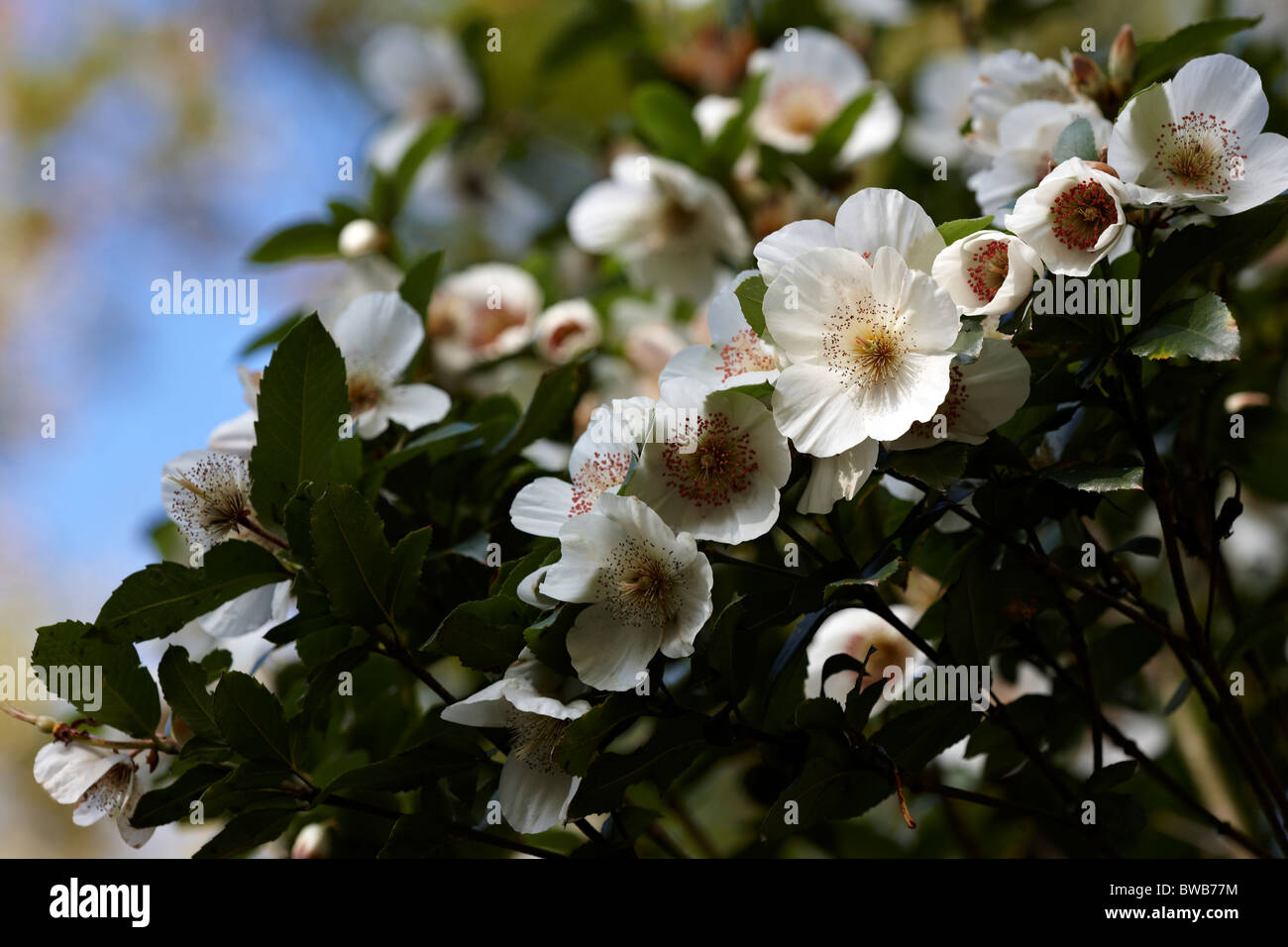 Eucryphia x nymansensis 'Nyamsay' flowering in October Stock Photo