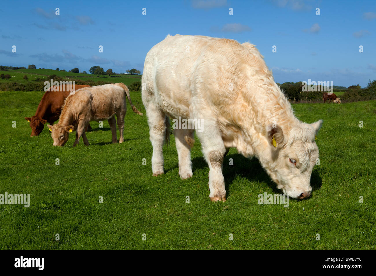 Charolais Bullock, Cattle near Carrowmore, County Sligo, Ireland Stock Photo