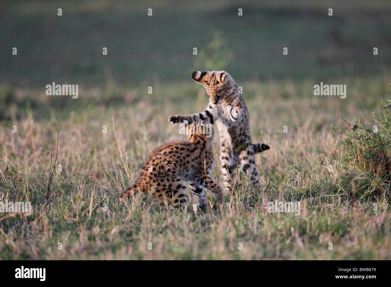 Two young Serval cats playfighting, Masai Mara Game Reserve, Kenya