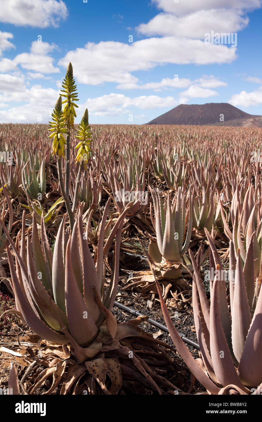 Fuerteventura, Canary Islands - Savila de Maxorata S.L. Herbaloe Aloe Vera  plantation. Aloe vera Barbadensis fields. Savimax Stock Photo - Alamy