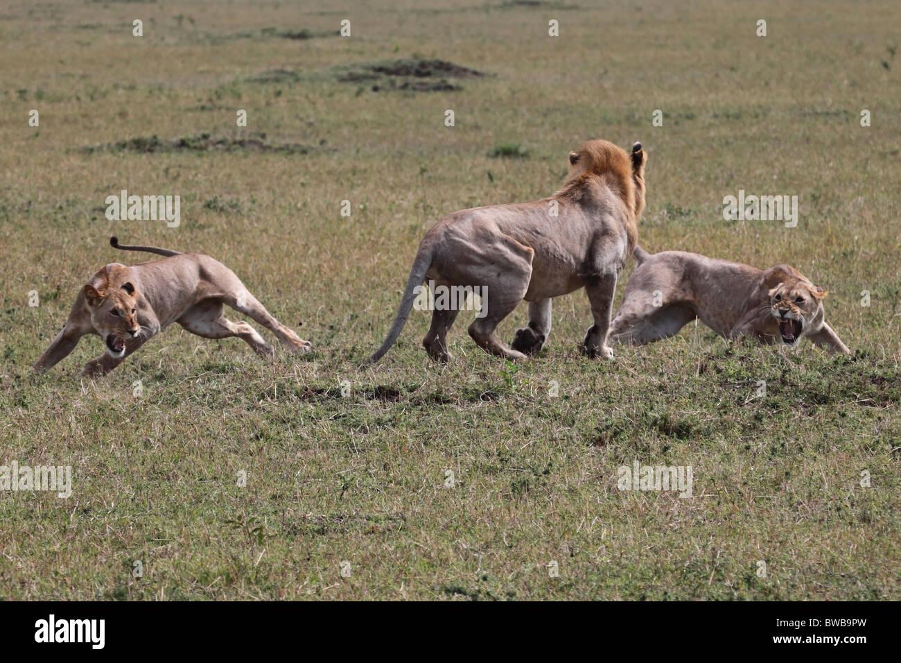 Big male lion attacking two lionesses. Stock Photo