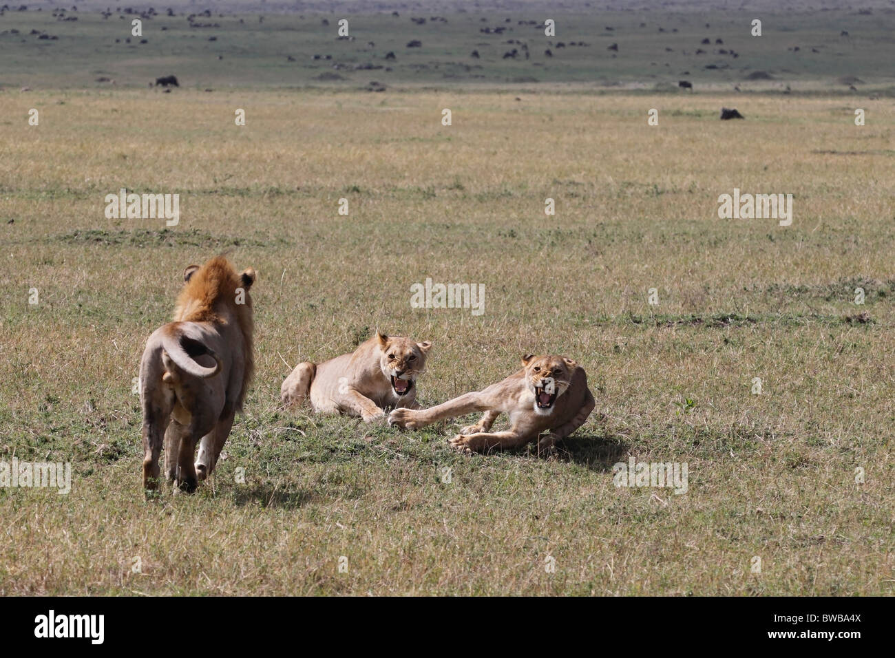 Big male lion attacking two lionesses. Stock Photo