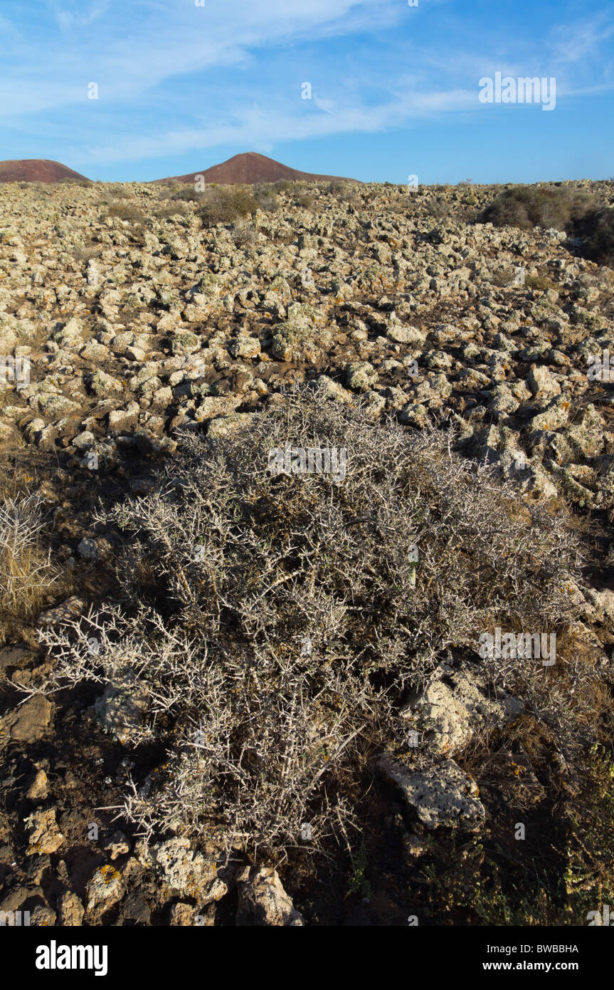 Lichen In The Desert High Resolution Stock Photography and Images Alamy