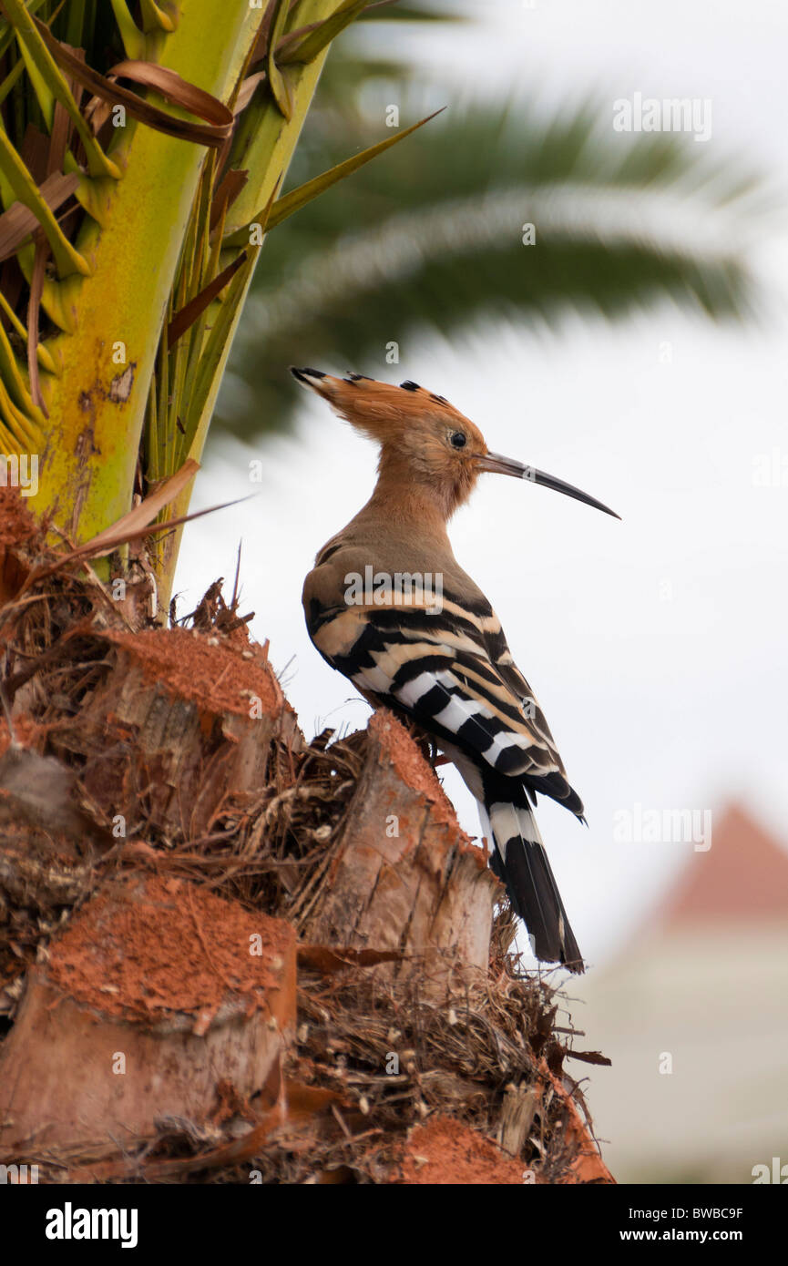 Fuerteventura, Canary Islands hoopoe on palm tree. Upupa epops Stock