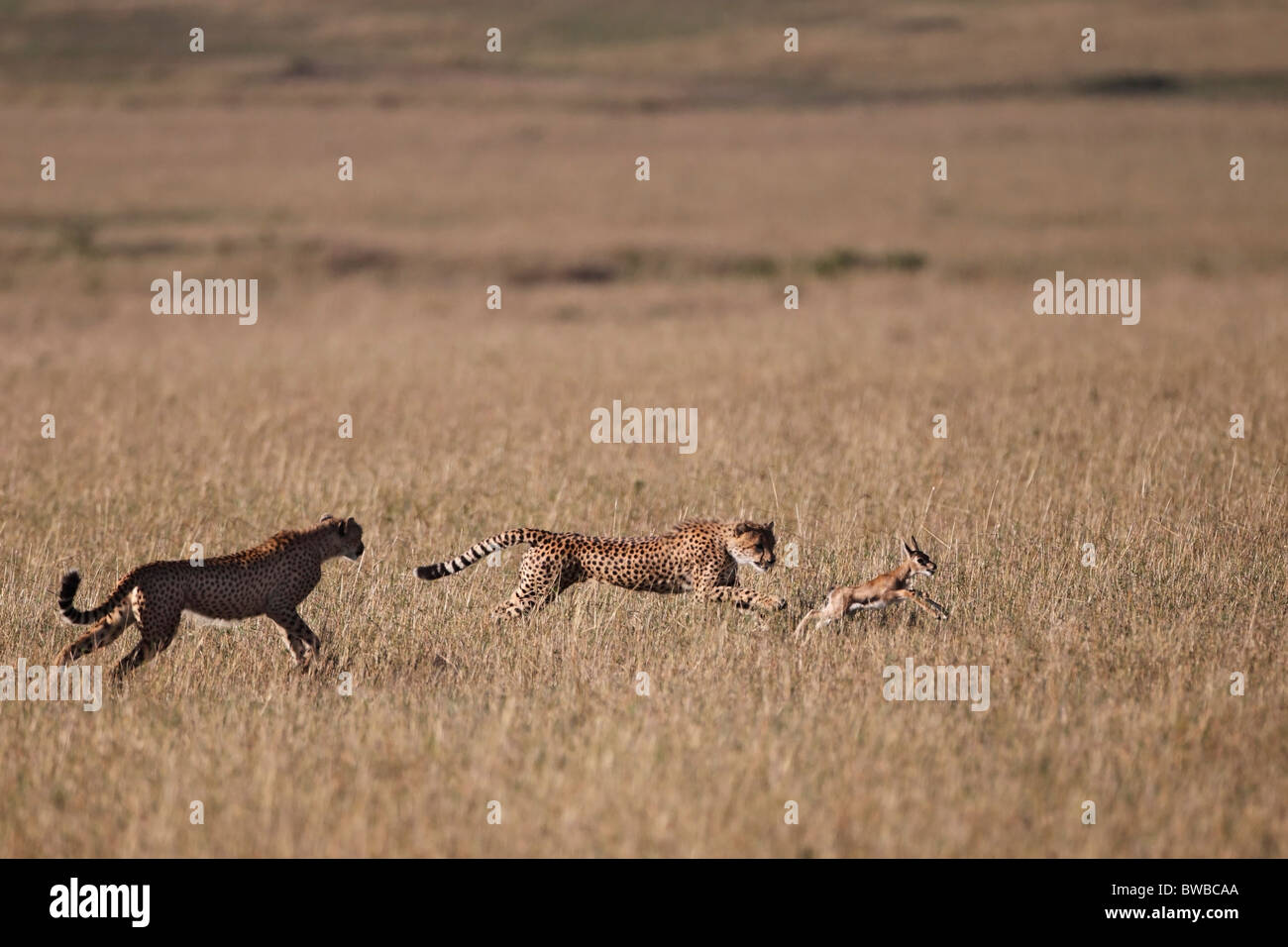Cheetah cubs are trained by their mother, hunting skills Stock Photo