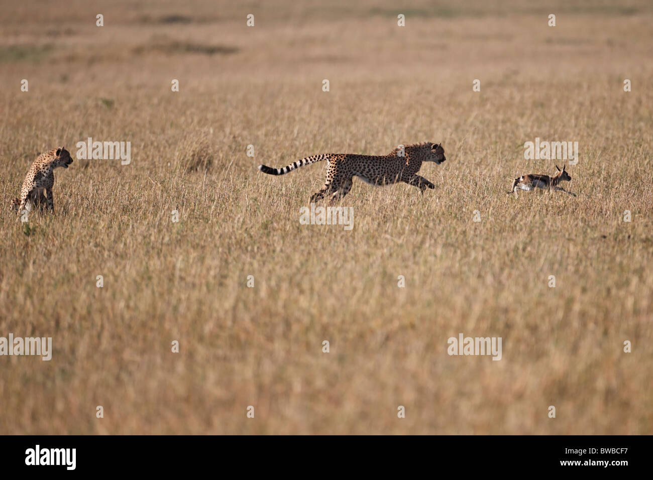 Cheetah cubs are trained by their mother, hunting skills. Stock Photo
