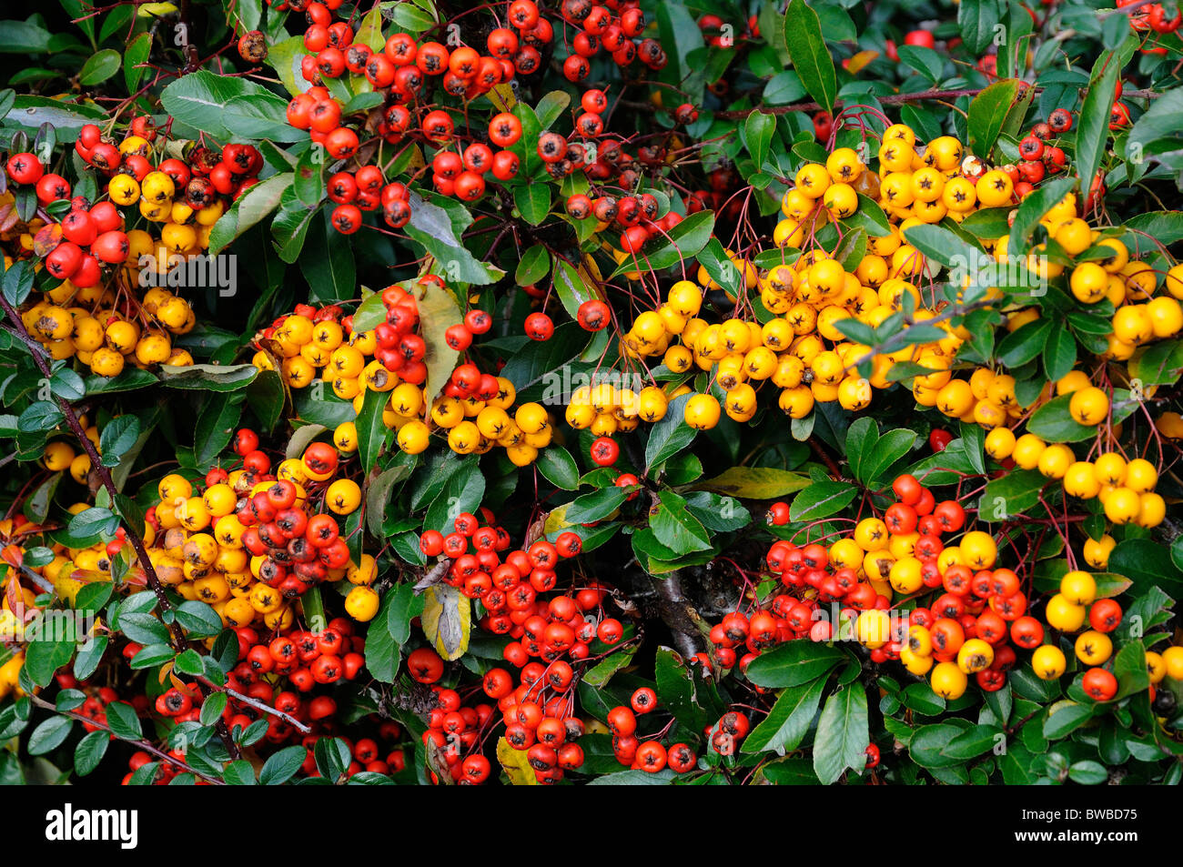 Yellow berries hi-res stock photography and images - Alamy