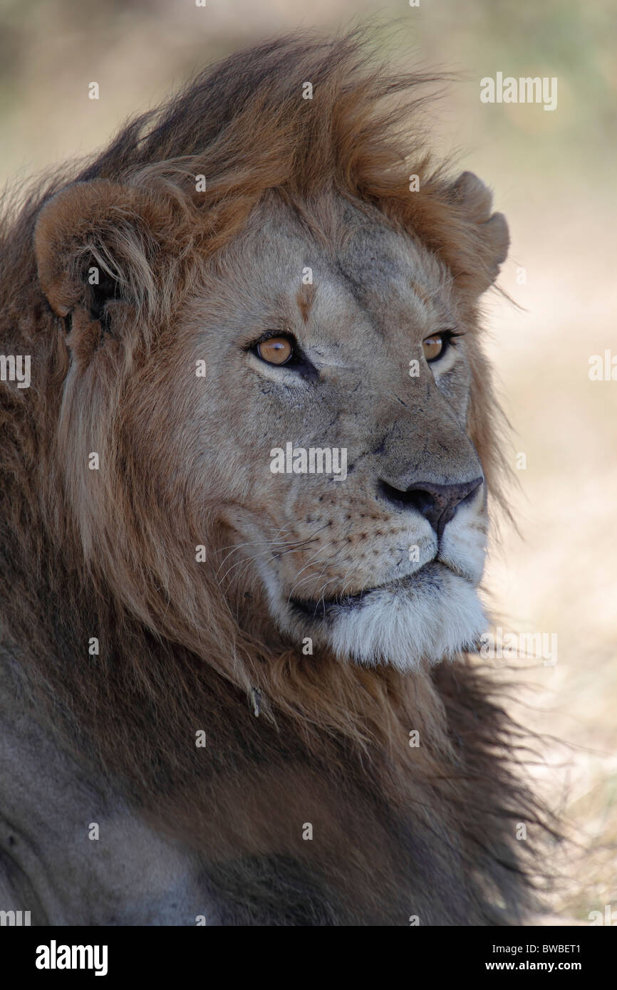 Dominant Masai Mara lion, portrait. Kenya. Stock Photo