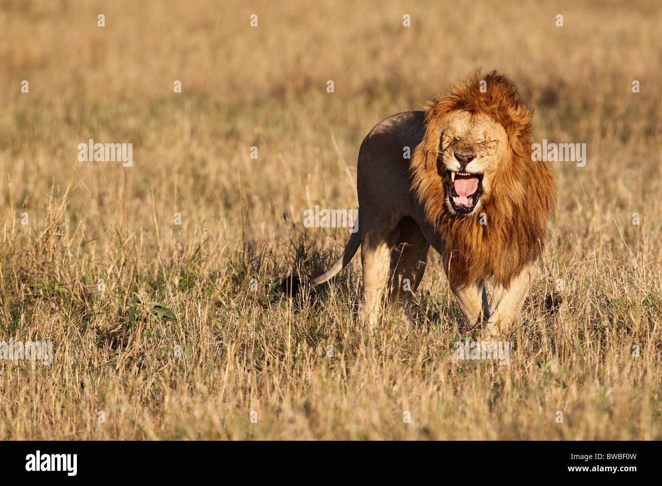 Dominant Masai Mara lion yawning, Kenya. Stock Photo