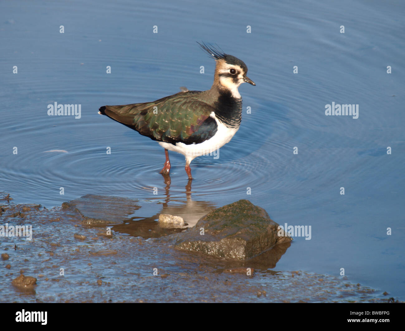 Lapwing, Vanellus vanellus, UK Stock Photo - Alamy