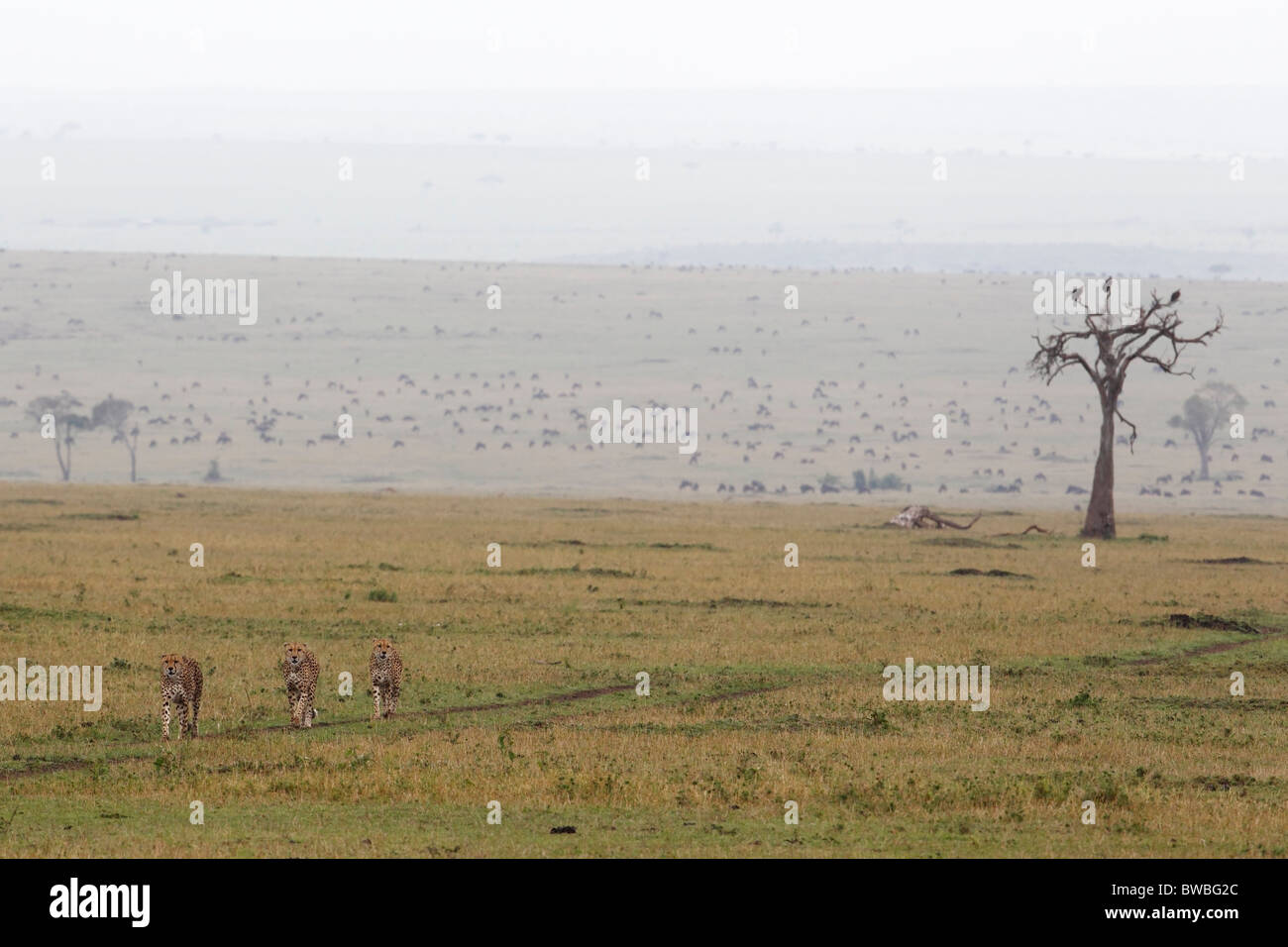 Three cheetahs hunting, walking through the Masai Mara Game Reserve, Kenya. Stock Photo