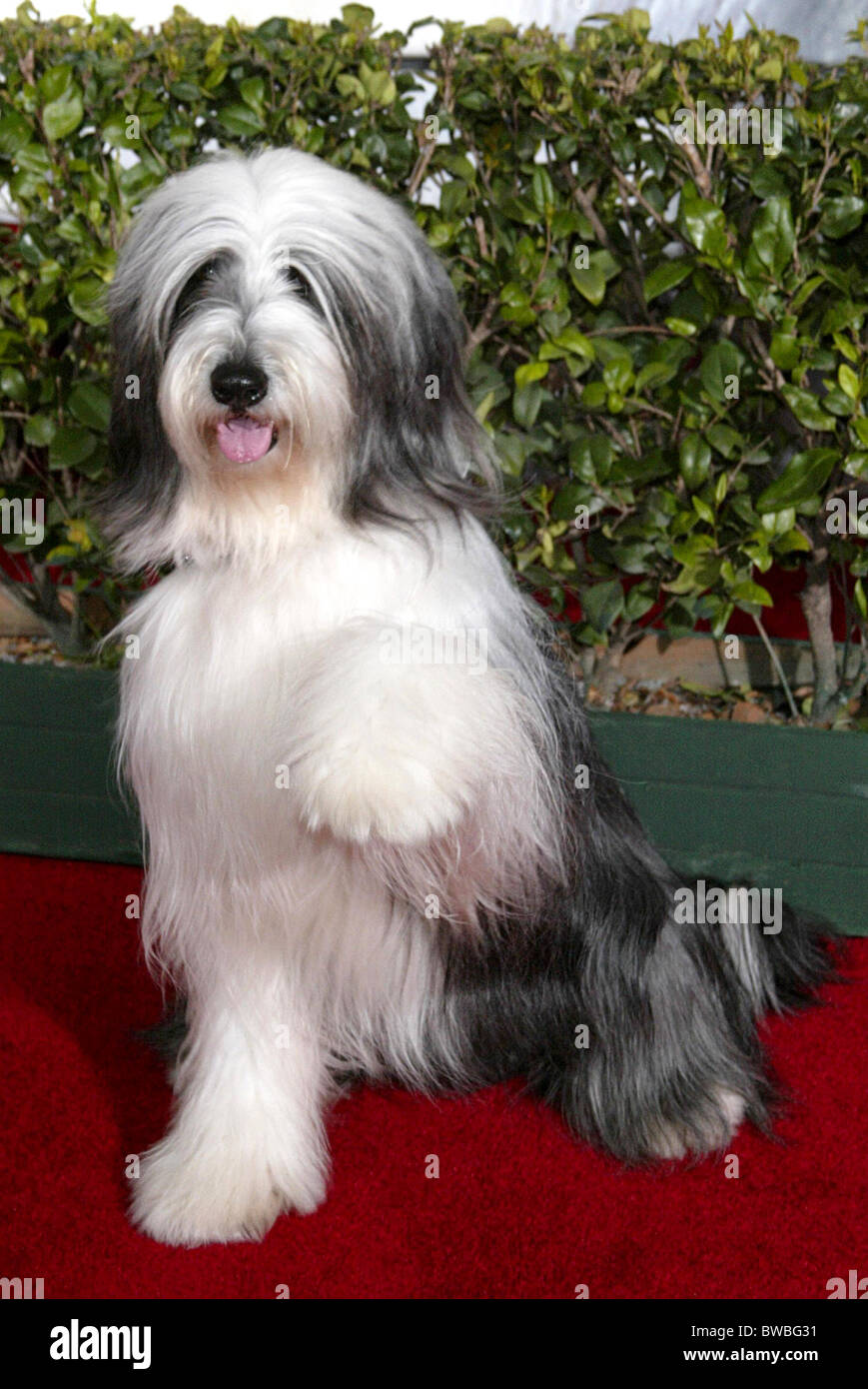 the shaggy dog breed