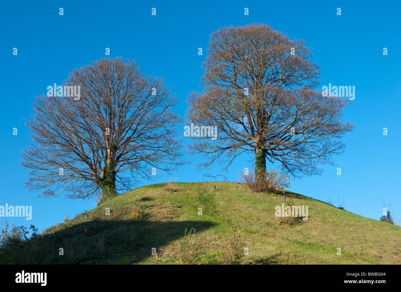 Two trees growing on Oxford Castle Mound, Oxford, England, UK Stock Photo