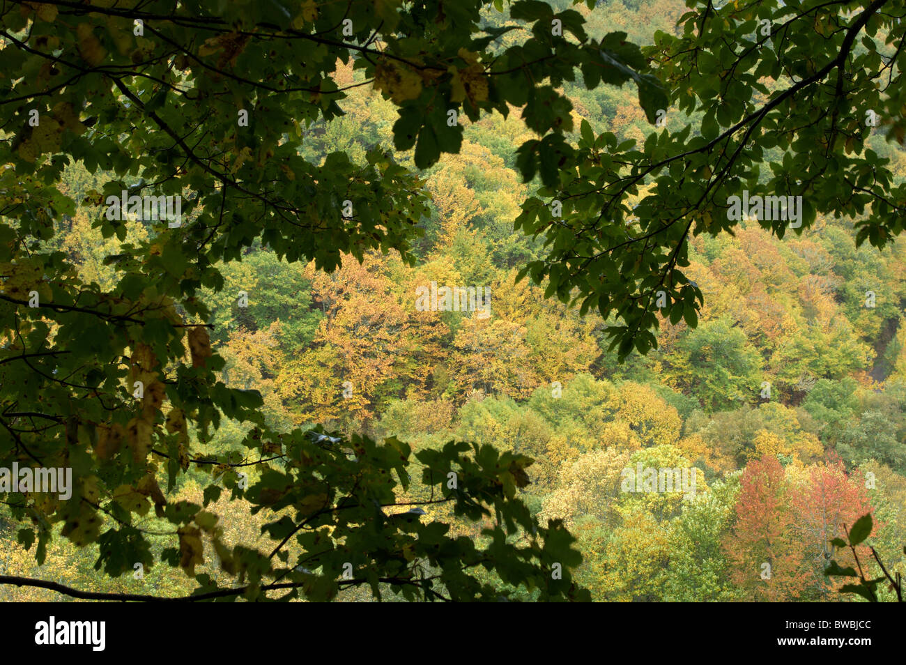Autumnal forest landscape. O Courel, Lugo, Galicia, Spain. Stock Photo
