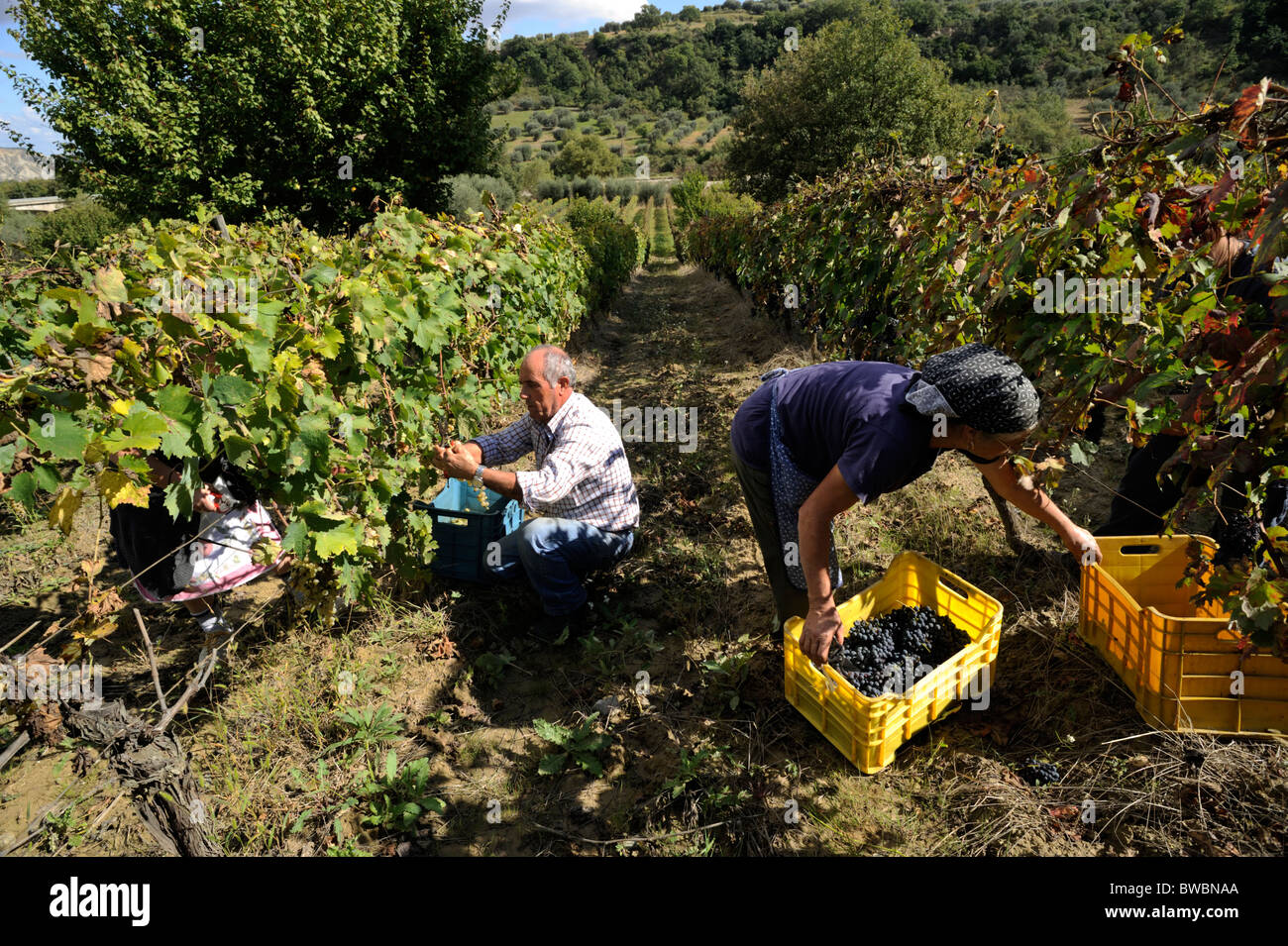 Italy, Basilicata, Roccanova, vineyards, grape harvest, farmers Stock Photo