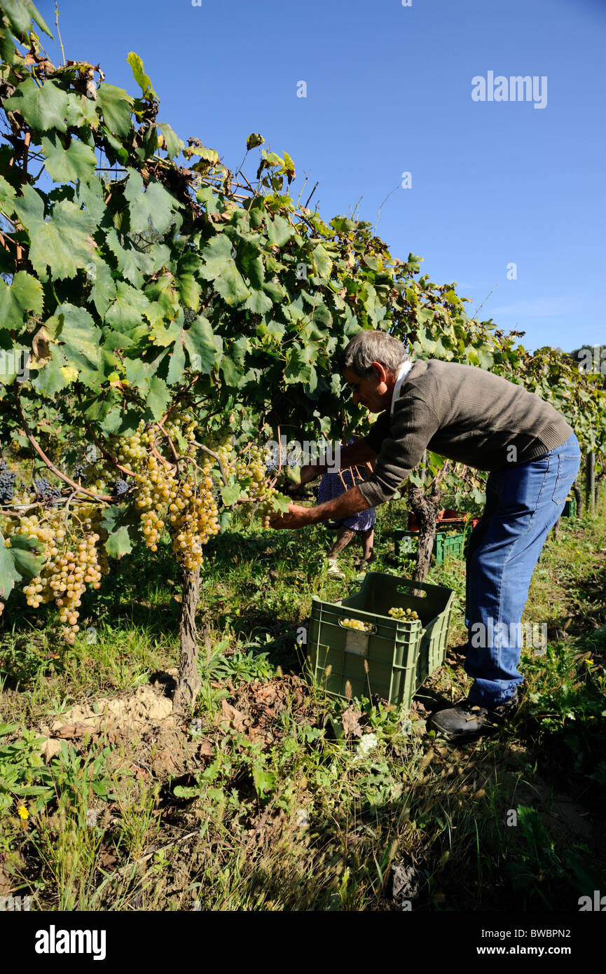 Italy, Basilicata, Roccanova, vineyards, grape harvest, man hand picking grapes Stock Photo