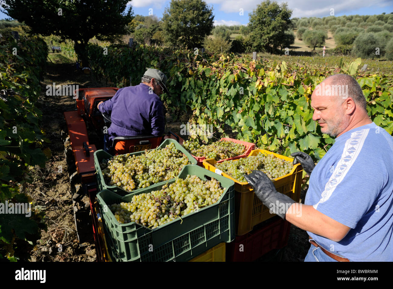 Italy, Basilicata, Roccanova, vineyards, grape harvest, tractor Stock Photo
