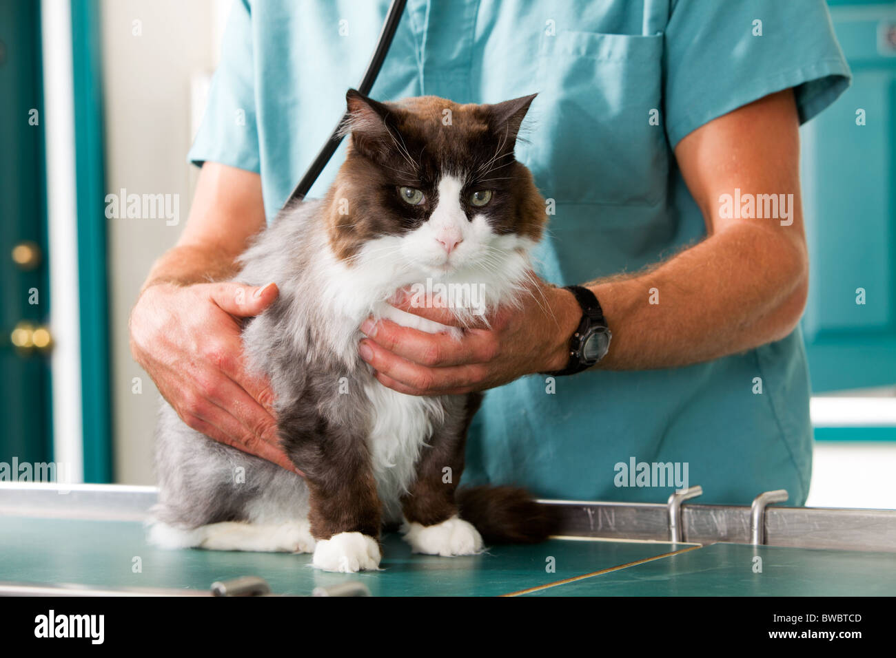 A cat having a checkup at a small animal vet clinic Stock Photo Alamy
