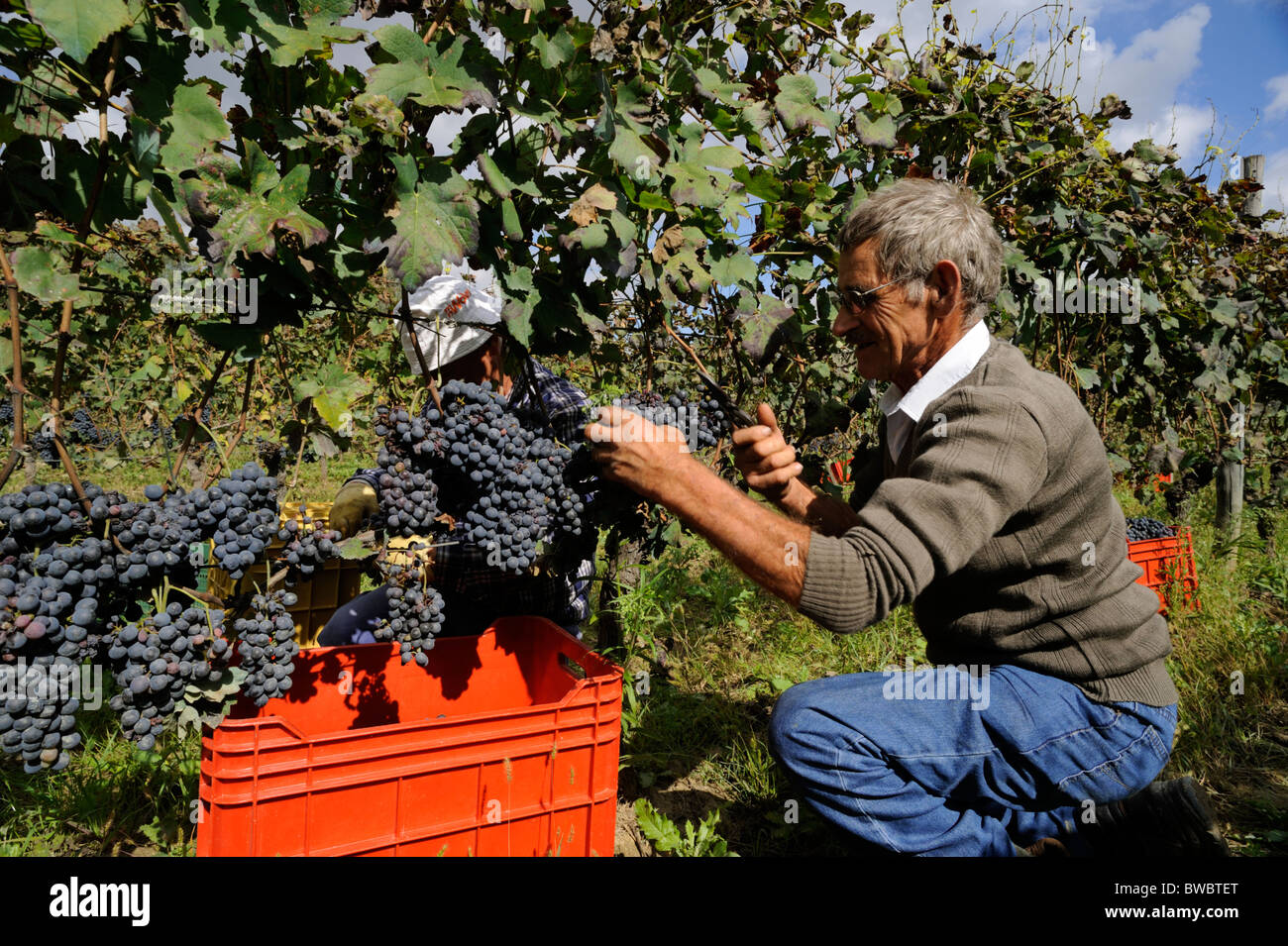 Italy, Basilicata, Roccanova, vineyards, grape harvest, farmer hand picking grapes Stock Photo