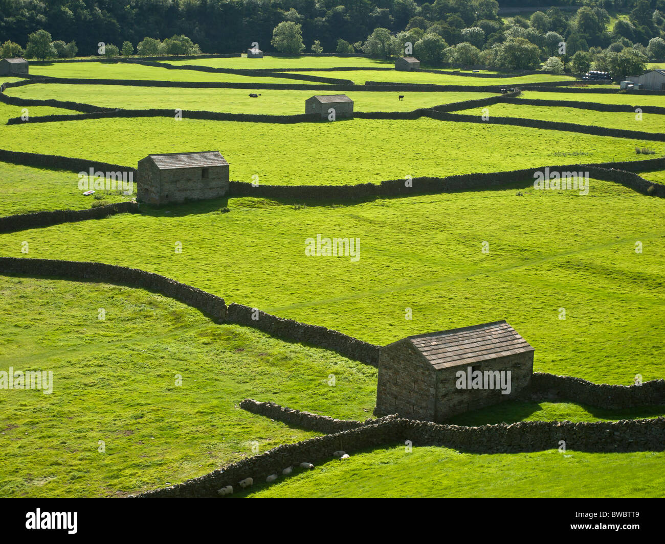Field barns and stone walls in Swaledale Yorkshire Dales National Park UK Stock Photo