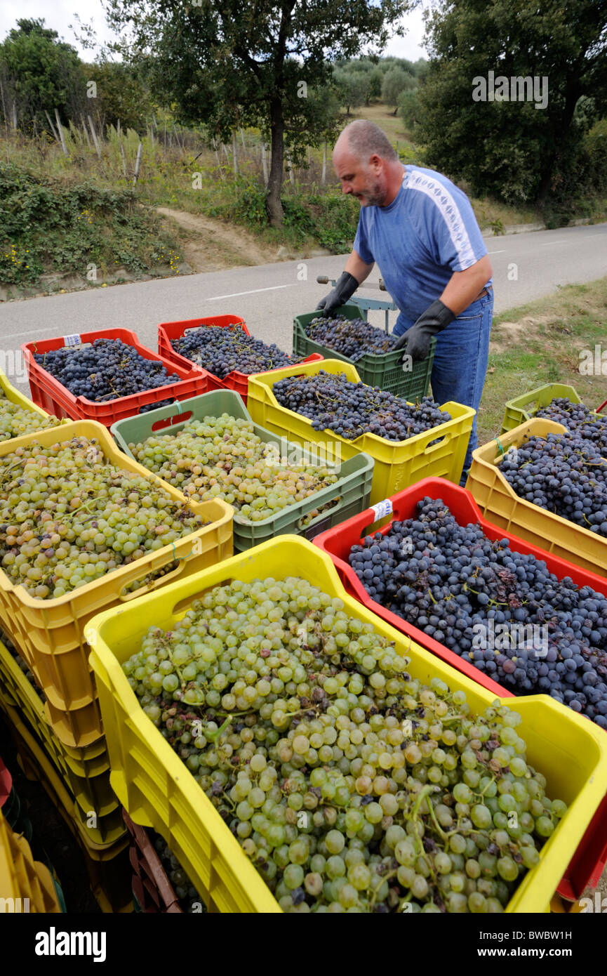 Italy, Basilicata, Roccanova, grape harvest, farmer loading truck Stock Photo