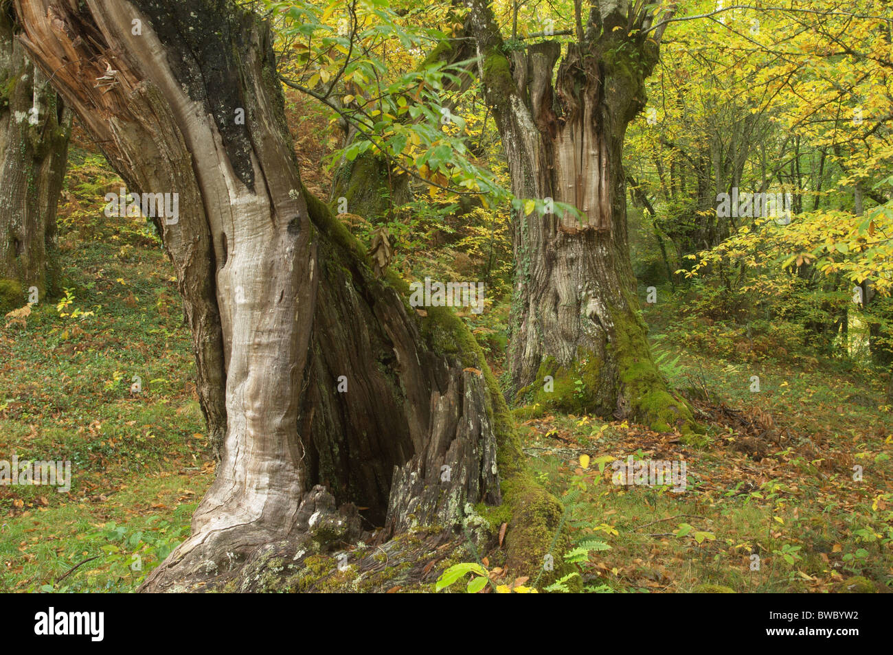 Autumnal Chestnut forest. O Courel Mountains, Lugo, Galicia, Spain. Stock Photo