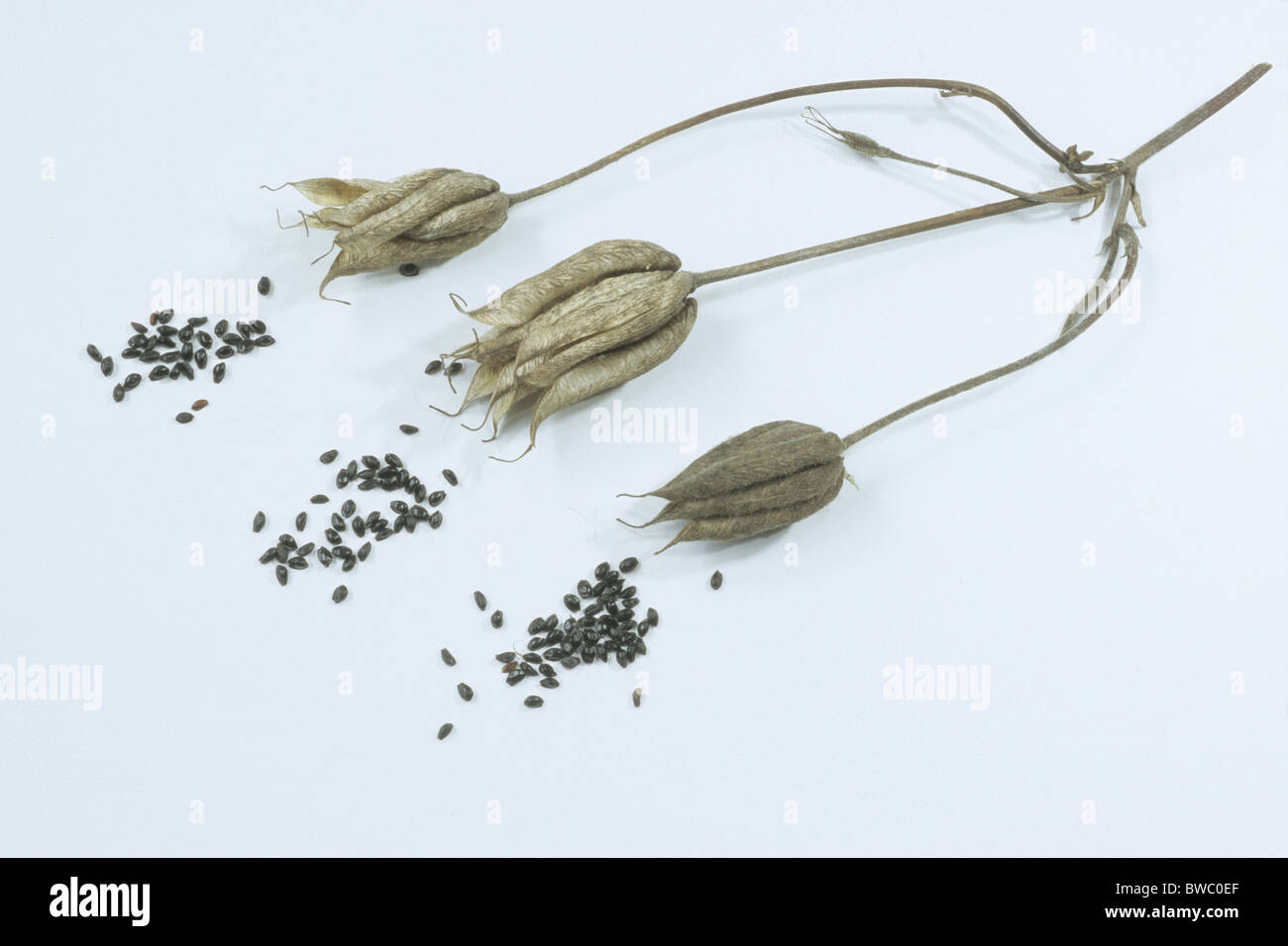 Columbine, Grannys Bonnet (Aquilegia vulgaris), fruit and seeds, studio picture. Stock Photo
