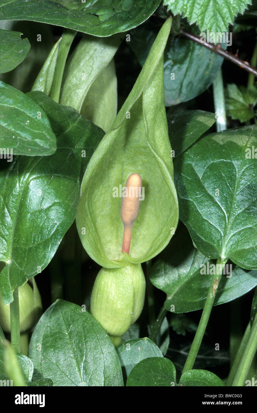 Cuckoo Pint Lords and Ladies Arum Maculatum Flowering Stock Photo cuckoo-pint-lords-and-ladies-arum-maculatum-flowering-stock-photo