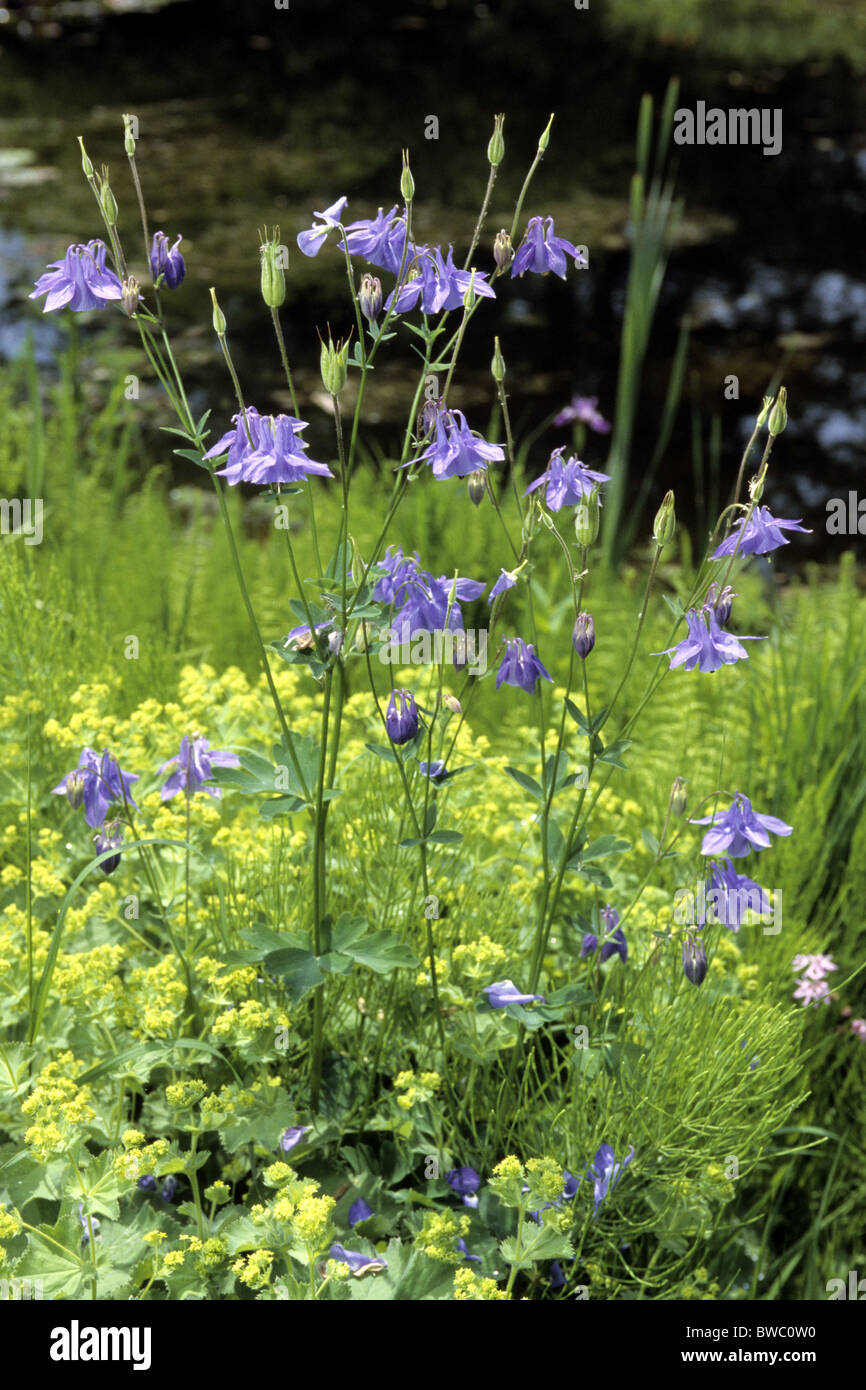 Columbine, Grannys Bonnet (Aquilegia vulgaris), flowering. Stock Photo