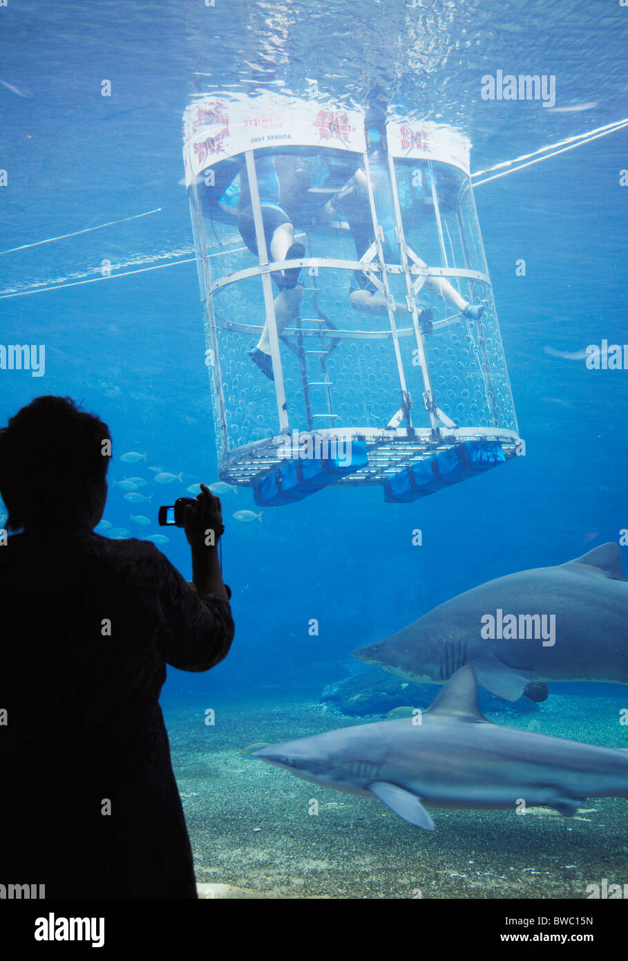 Woman filming people cage diving in shark aquarium at uShaka Marine World, Durban, KwaZulu-Natal, South Africa Stock Photo