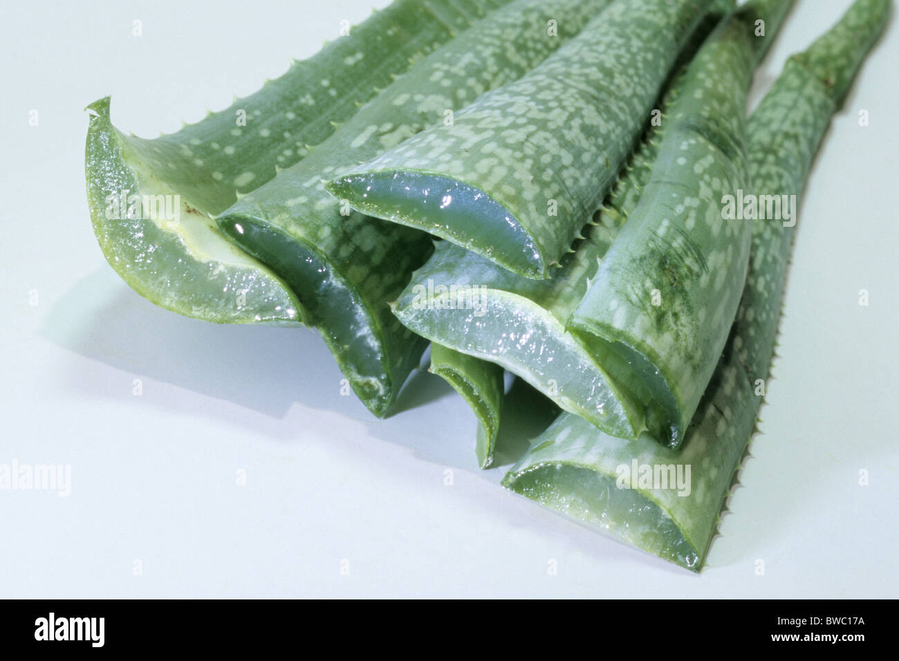 True Aloe (Aloe vera), cut leaves with gel, studio picture. Stock Photo