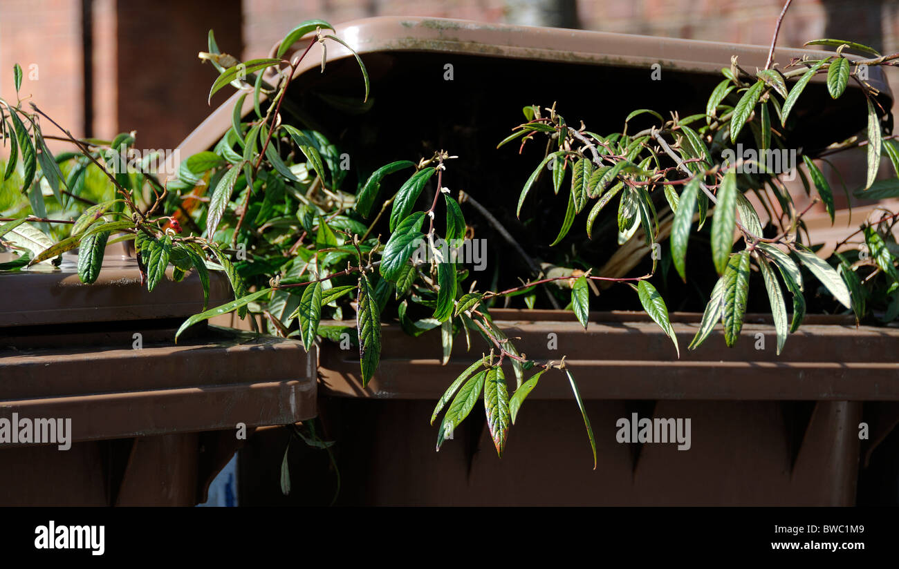 garden refuse in overflowing wheelie bin Stock Photo