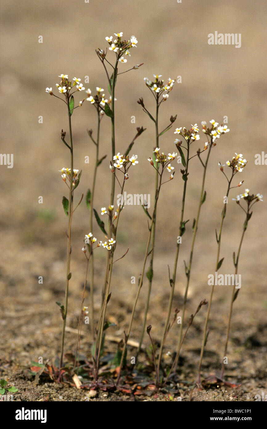Thale Cress (Arabidopsis thaliana), flowering plants. The first plant, whose genome was completely mapped. Stock Photo