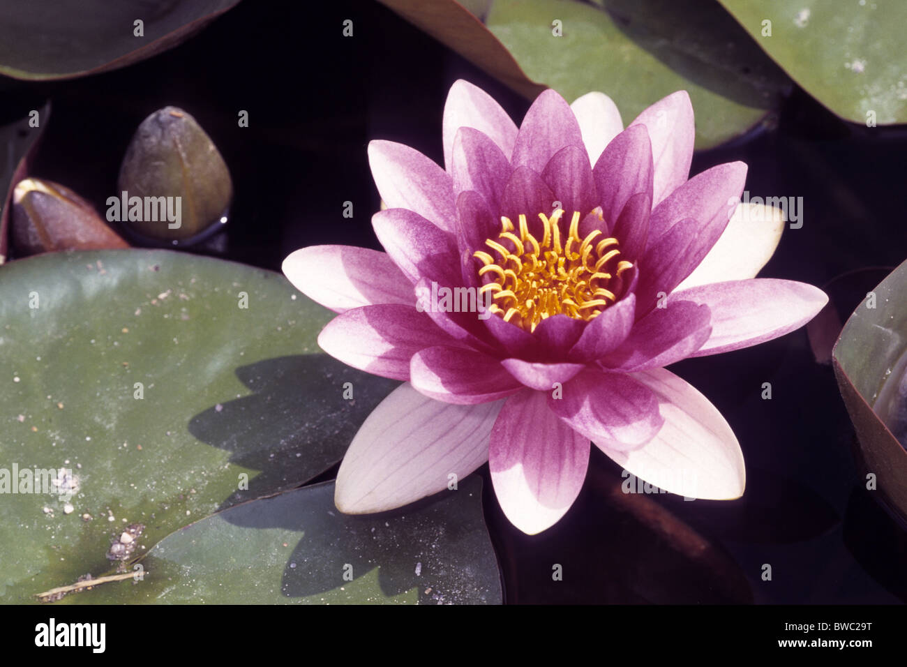 Water Lily (Nymphaea Attraction), flower. Stock Photo