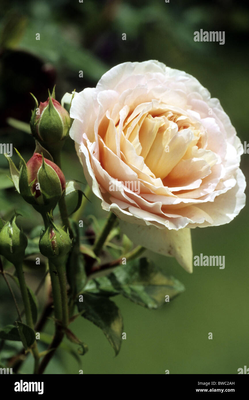 Rose (Rosa Abraham Darby), pink flower. Stock Photo