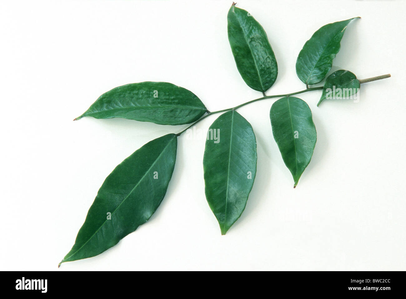 Tolu Tree, Tolubalsam (Myroxylon balsamum var. pereirae), twig with leaves, studio picture . Stock Photo