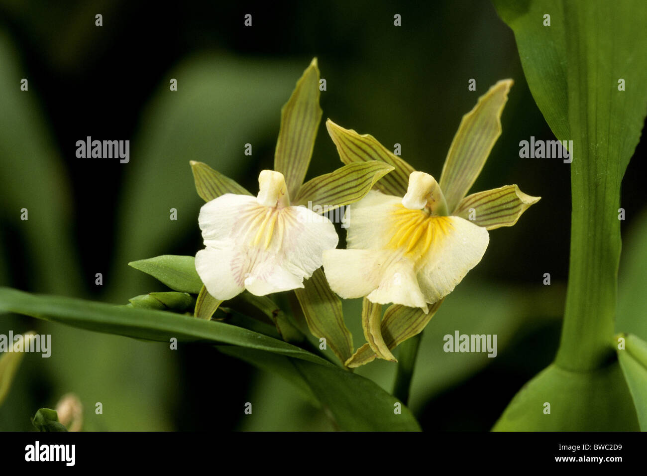Tropical Orchid (Aspasia principissa), flowers. Stock Photo