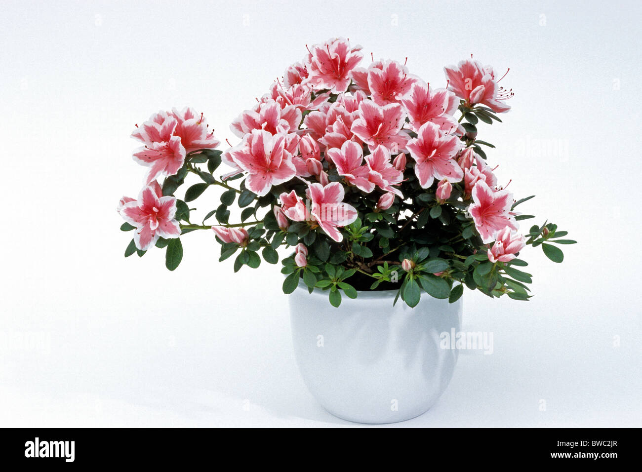 Indian Azalea (Rhododendron simsii), flowering potted plant, studio