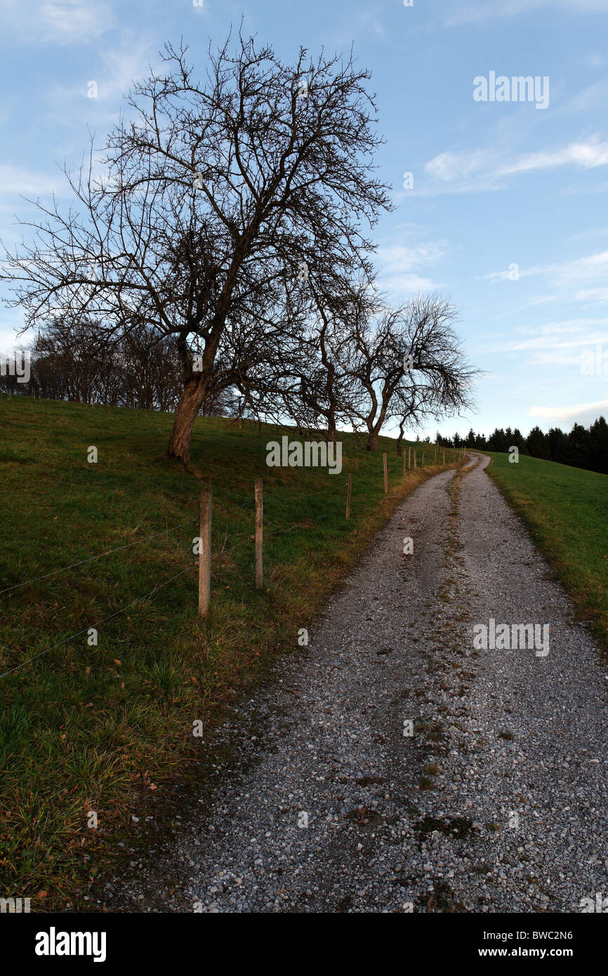 Country Path and Fruitless Apple Trees, Chiemgau Upper Bavaria Germany Stock Photo