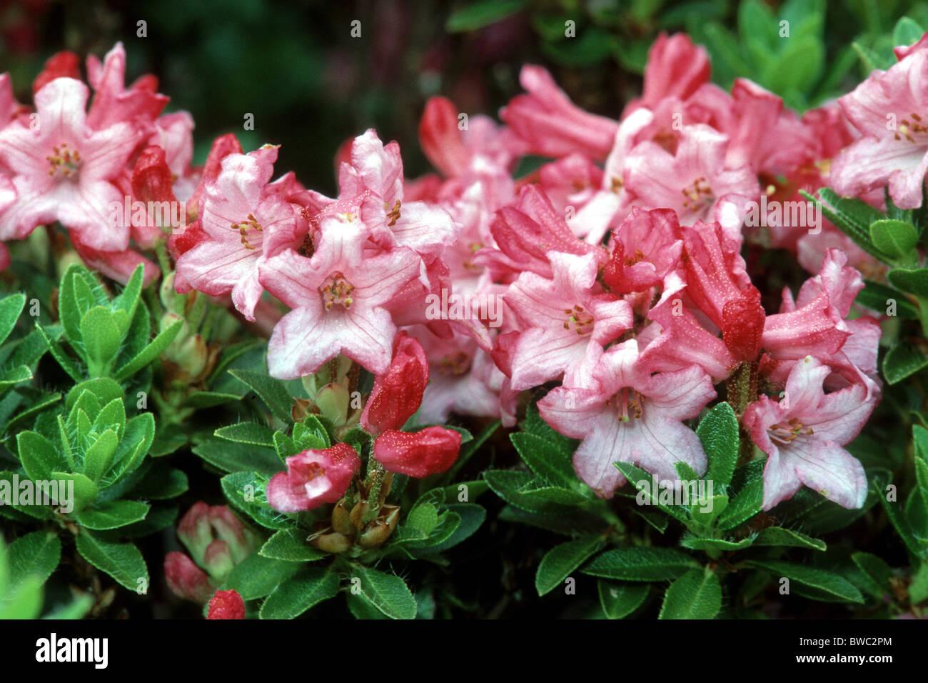 Hairy Alpen Rose (Rhododendron hirsutum), flowering. Stock Photo
