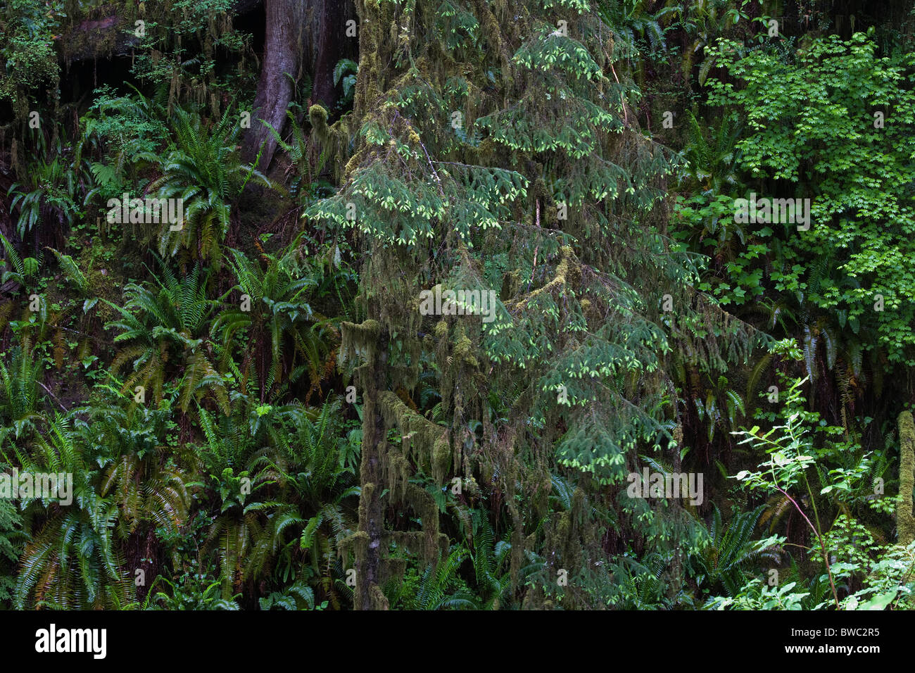 Quinault Rainforest Washington Usa Hi res Stock Photography And Images quinault-rainforest-washington-usa-hi-res-stock-photography-and-images