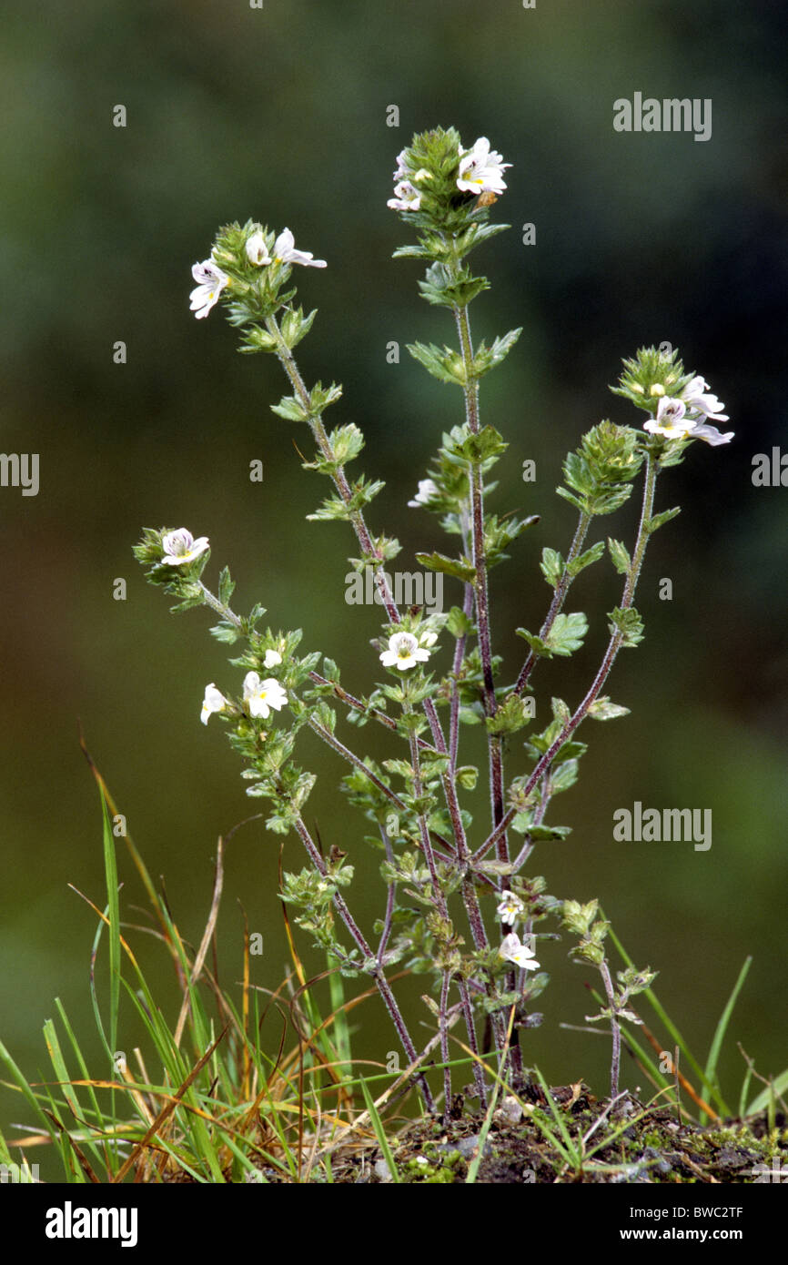 Eufragia, Eufrasia, Eyebright, Gozlukotu (Euphrasia officinalis, Euphrasia rostkoviana), flowering. Stock Photo