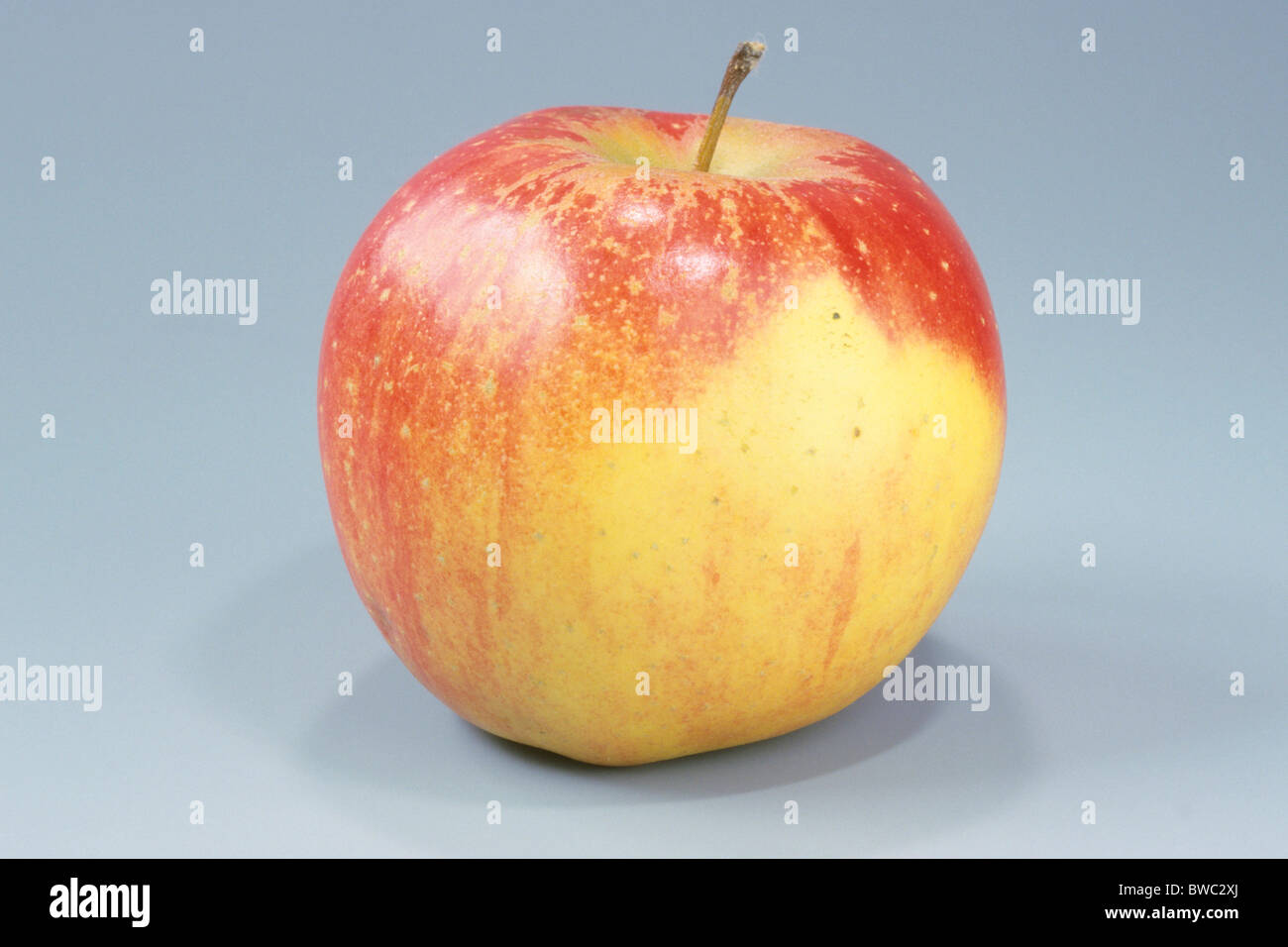 Domestic Apple (Malus domestica), variety: Altlaender Pfannkuchen, fruit, studio picture. Stock Photo
