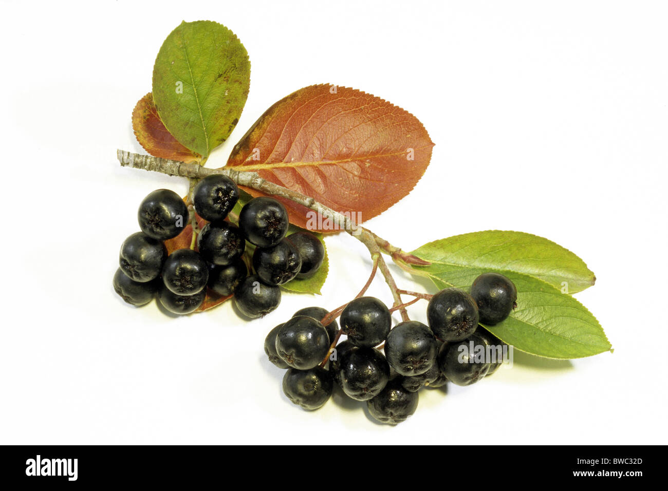 Black Chokeberry (Aronia melanocarpa var. melanocarpa), twig with berries, studio picture. Stock Photo