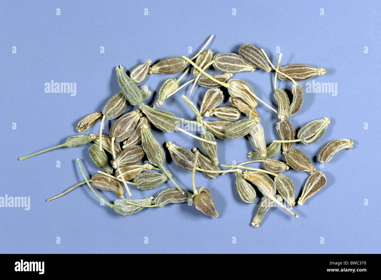 Anise, Aniseed (Pimpinella anisum), seeds, studio picture. Stock Photo