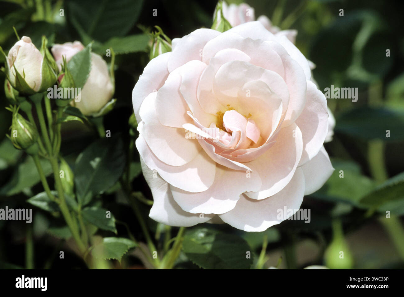 Floribunda Rose (Rosa Astrid Lindgren), pink flower Stock Photo - Alamy