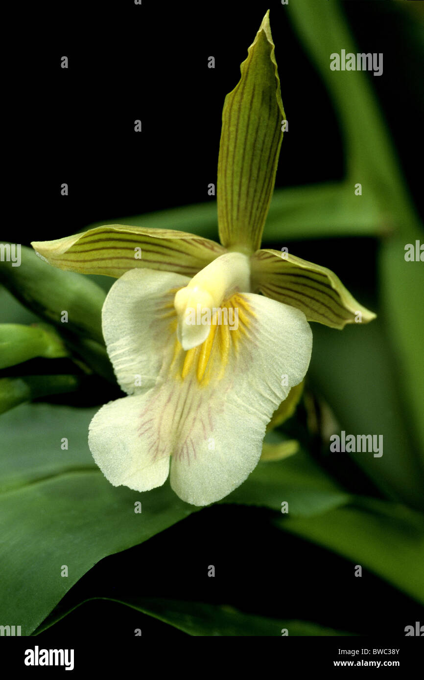 Orchid (Aspasia principissa), flower. Stock Photo
