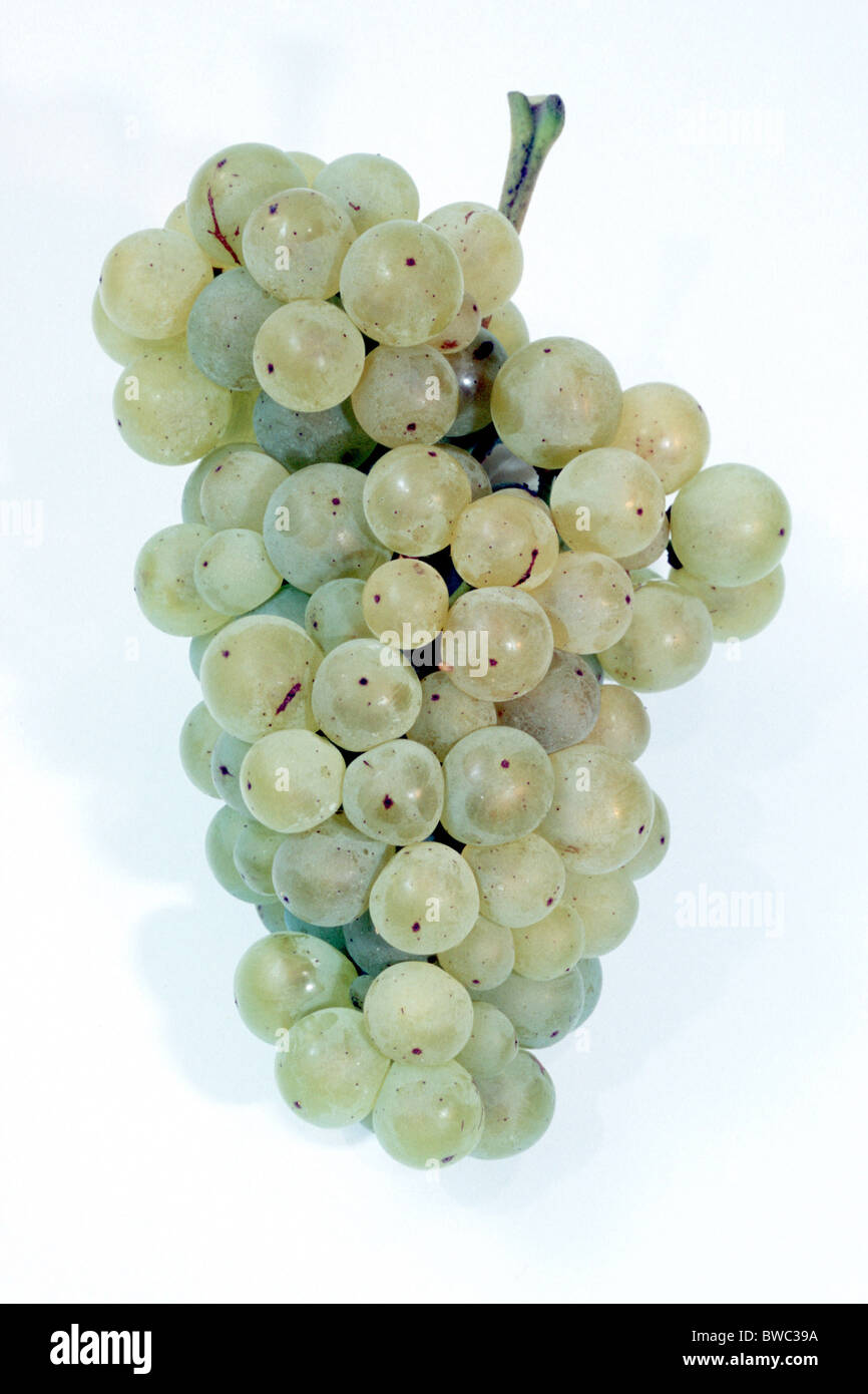 Common Grape Vine, Grape, Vine (Vitis vinifera), variety: Bacchus, bunch of grapes, studio picture. Stock Photo