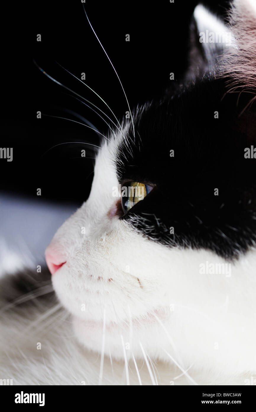 Profile Of Black And White Cat Stock Photo Alamy